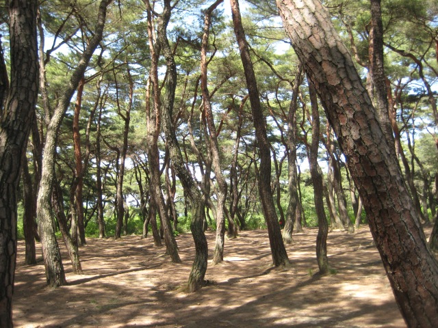 the forest around the Royal Tombs