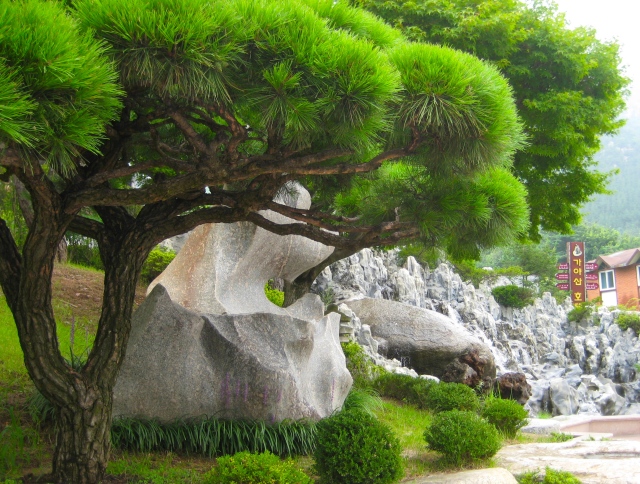 rock sculptures and bonsai trees